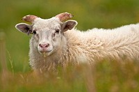 Icelandic sheep at peninsula of Vatnses  North Iceland