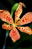 A red spotted Blackberry Lily with droplets