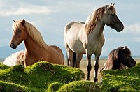 Icelandic horses at Vestur-Landeyjar  South Iceland