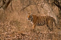 Tiger (Panthera tigris), Ranthambore National Park, Rajasthan, India