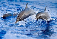 pantropical spotted dolphins, Stenella attenuata, jumping out of boat wake, Kona Coast, Big Island, Hawaii, USA, Pacific Ocean