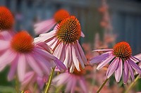 This image is Echinacea Pallida, commonly known as pink coneflower a beautiful summer perennial garden plant and herb Background intentionally blurred...