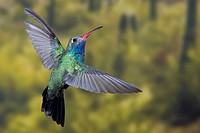 North America, USA, Arizona, Madera Canyon, Santa Rita Lodge  Male Broad-billed hummingbird in flight