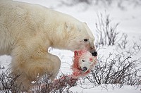 A male bears carries the head of a cub of the year he killed and consumed
