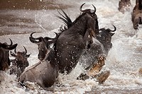 Nile crocodile (Crocodylus niloticus) attacking a group of wildebeest (Connochaetes taurinus) as they cross the Mara River, Maasai Mara National Reser...