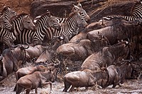 Eastern White-bearded Wildebeest (Connochaetes taurinus) herd and Common or Plain´s Zebra (Equus quagga burchellii) crossing the Mara River, Maasai Ma...