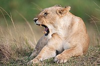 Lioness (Panthera leo) yawning, Maasai Mara National Reserve, Kenya