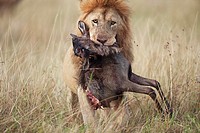 Lion (Panthera leo) male carrying carcass of a dead wildebeest (Connochaetes taurinus) in its mouth, Maasai Mara National Reserve, Kenya