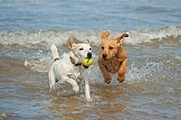 Yellow Labrador Puppy and Jack Russell Terrier playing on Beach
