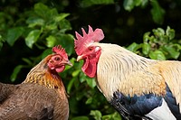 Welsummer Bantum Cock & Hen