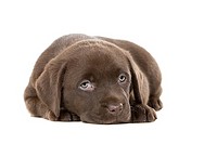 Ultra Cute Shot of a Six Week Old Chocolate Labrador Puppy