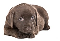 Ultra Cute Shot of a Six Week Old Chocolate Labrador Puppy