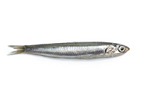 Whole single fresh raw European anchovy isolated on white background