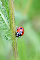 Seven-spotted Ladybird Beetle, Beetle on stem of an umbellifer  Seven-spot ladybird, coccinella septempunctata head on shot