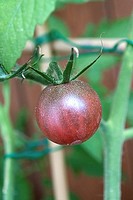 A single ripe Black Cherry Tomato