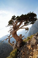 Mediterranean cypress Cupressus sempervirens horizontalis, Crete