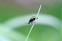 Chrysolina fastuosa, a tiny rainbow-colored leaf beetle  A pin-head sized beetle on a grassblade  Very colorful metallic beetle considered a serious a...