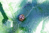 Sixteen-spot Ladybird, Tytthaspis sedecimpunctata browsing on microlife on underside of leaf 16spot browses on micro-life  Deposits of insect larvae a...