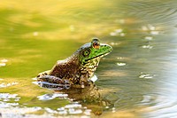 American Bullfrog Rana catesbeiana - Lavaca County, Texas, USA  Mature male in summer