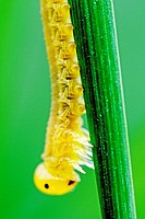 caterpillar  Small caterpillar on a blade of grass  Translucent yellow about 1 5-2cm large  Very intricate muscle system of caterpiillar is visible  N...