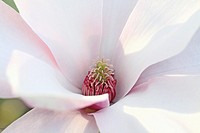 Single open magnolia greets the day  Pale pink petals open to the sun  Center detail from side angle