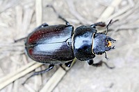 Pentodon bidens, a rhinoceris beetle  Large beetle that can be mistaken for geotrupes, dung beetle, but distinct gold band about neck and waist  Orang...
