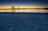 Dry cracked mud shoreline and barren trees in evening light at the Salton Sea, Imperial Valley, California