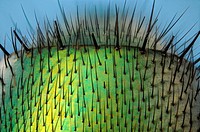 Microscopy as art  Detail of the abdomen of the greenbottle fly, lucilla caesar showing structure of hairs and metallic texture