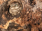 Little owl Athene noctua in hole in hollow tree The little owl is a diminutive species, which possesses a plump, round body, bright yellow eyes and sp...