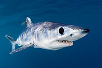 shortfin mako shark, Isurus oxyrinchus, with parasitic copepods, very aggressive and the fastest swimmer of all shark species, off San Diego, Californ...