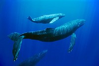 humpback whales, Megaptera novaeangliae, mother, calf and escort, Hawaii, USA, Pacific Ocean