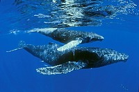 humpback whales, Megaptera novaeangliae, mother and calf with rainbow runners, Elagatis bipinnulatus, Hawaii, USA, Pacific Ocean
