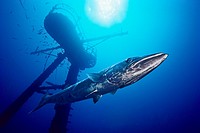 great barracuda, Sphyraena barracuda, and crow´s nest of the USCG Cutter Duane wreck artificial reef, Key Largo, Florida Keys National Marine Sanctuar...