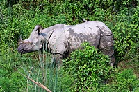 Nepal - Chitwan National Park - Asian Rhino