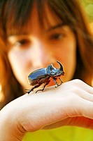 Rhinoceros beetle Oryctes nasicornis