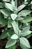 Fresh Sage Salvia growing