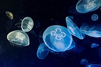 Jellyfish, L´Oceanografic, Valencia, Spain