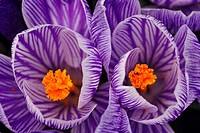 Crocus blossoms in early spring
