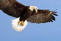 Bald Eagle (Haliaeetus leucocephalus) in flight looking down in beautiful light