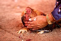 A rooster owner steadies his bloody bird at a cockfight the outskirts of Mexico City. Cockfighting originated in India, China, Persia, and other Easte...