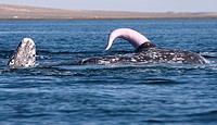 A gray whale´s penis is seen during mating in Ojo de Liebre Lagoon near the town of Guerrero Negro in Mexico´s southern Baja California state. The Gra...