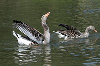 Greylag Goose Anser anser, pair courtship displaying on lake, Germany