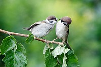 Tree Sparrow Passer montanus, young bird begging for food from parent, Germany