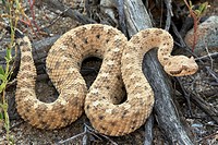 Sidewinder Crotalus cerates - Sonoran desert - Arizona - Small rattlesnake named for its peculiar sideways locomotion.