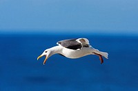 California Gull along Pacific Seashore California USA
