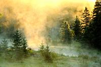 Morning mists on Junction Creek