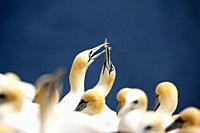 Gannets on Bass Rock