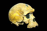 Oldest known skull of an Homo Sapiens Fossil BOU-VP 16/1 Herto cranium, Addis Ababa National Museum, Ethiopia