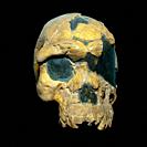 Oldest known skull of an Homo Sapiens Fossil BOU-VP 16/1 Herto cranium, Addis Ababa National Museum, Ethiopia