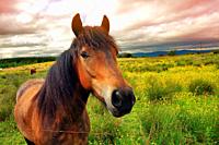 Beautiful horse on Scottish meadow